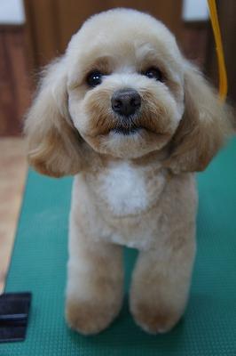 20120325-犬たち 2244.jpg